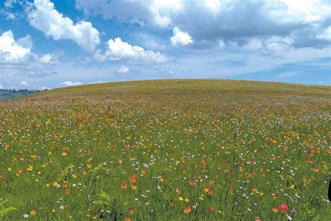 Kitulo Plateau National Park Kilipath African Safaris