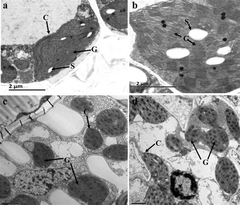 Transmission Electron Microscopy TEM Analysis Of Chloroplast