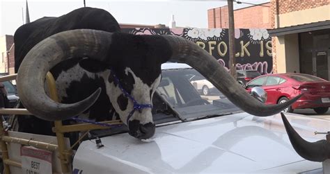 Man Pulled Over For Driving With Huge Bull Riding Shotgun In Nebraska