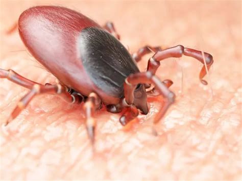 Deadly Ticks That Can Infect Humans With Brain Disease Arrive In Uk