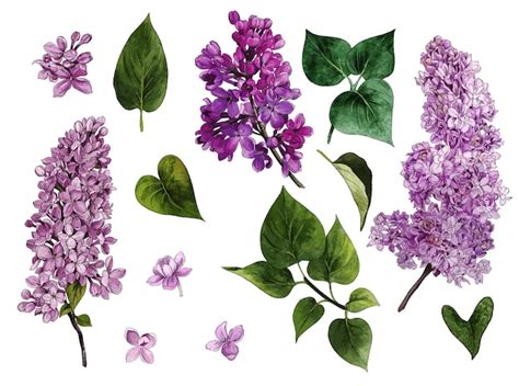 Premium Vector Lilac Set Watercolor Lilac Flowers And Leaves