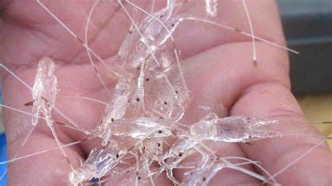 Massive Losses Incurred By Indonesia From Smuggling Of Lobster Seeds