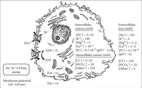 1 Schematic Diagram Of A Typical Mammalian Cell Showing The Contrasting Download Scientific