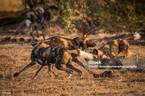 African Wild Dogs Playing Together Stock Photo - Download Image Now - Africa, African Wild Dog ...