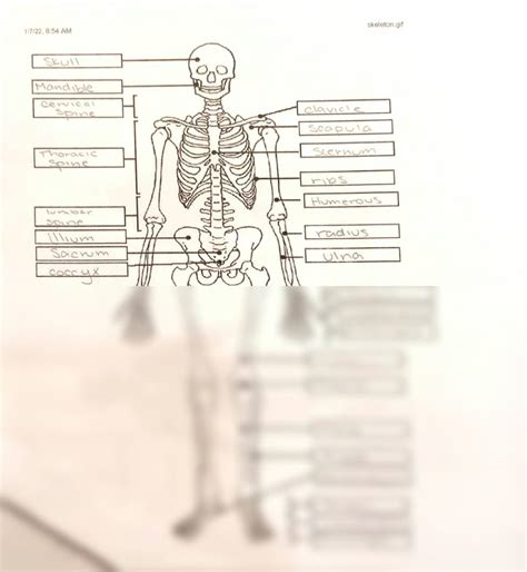 SOLUTION: Anatomy and Physiology - Skeleton labeled diagram - Studypool