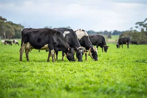 La Agricultura Regenerativa En La Industria Ganadera Europea Lidera El