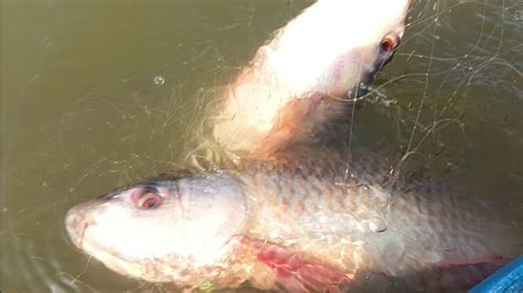 Amazing Fishing Videos Rohu Fish Catching In River Katla Fish