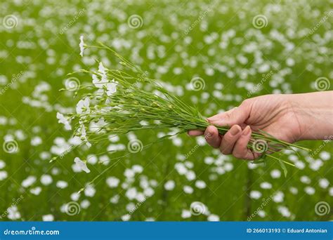 A Woman`s Hand Holds A Bouquet Of Flax With White Flowers Against The