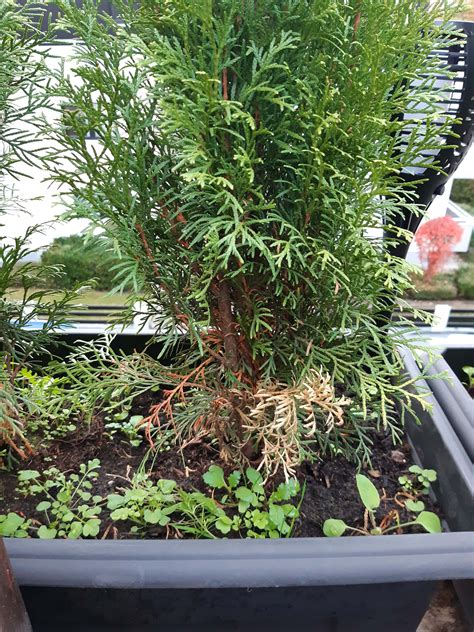 Thuja Occidentalis Smaragd Auf Der Terasse Sterben Pflanzenschutz