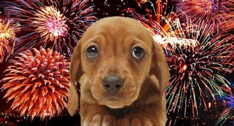 How To Help A Dog With Anxiety From Fireworks