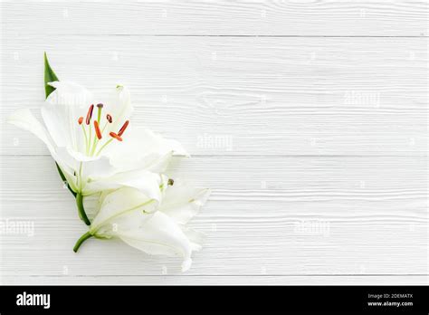 Condolence Card With White Flowers Lily Funeral Symbol Stock Photo Alamy