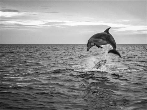 Two Bottlenose Dolphins Playing In The Adriatic Sea Smithsonian Photo