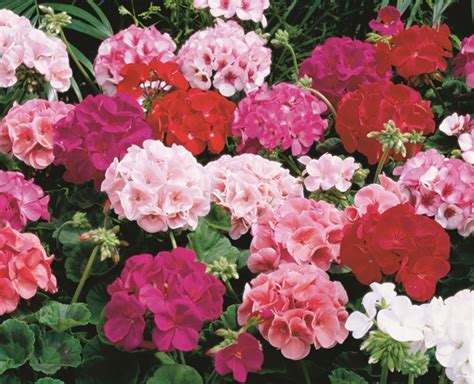 Breeders Seeds Ltd Annual Seeds Geranium Maverick F1