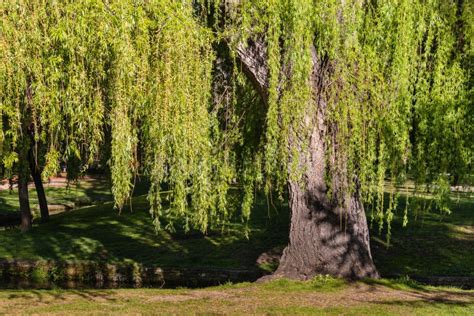 Weeping Willow Tree In Springtime Stock Image Image Of Weeping Tree