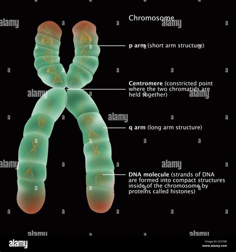 Centromere Structure