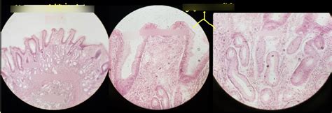 Histology Of Digestive System Part Diagram Quizlet