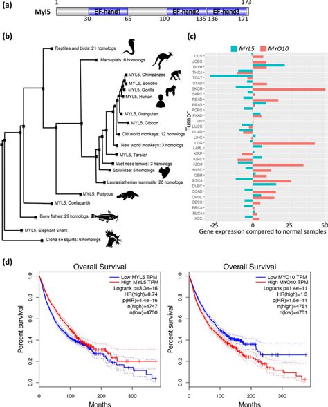 In Silico Analyses Of Myl A Schematic Of The Human Myl