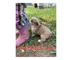 Aussie-Corgi puppies for sale near me - Puppies for Sale Near Me