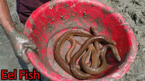 Amazing Muddy Eel Fishing Catching Eel Fish From Hidden Under Mud Water