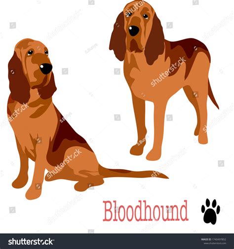 Bloodhound Cartoon Images: Browse 625 Stock Photos & Vectors Free ...