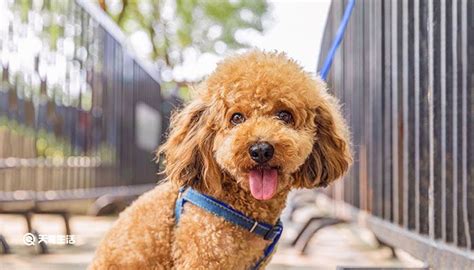 贵宾犬和泰迪的区别 贵宾犬和泰迪有什么区别 天奇生活