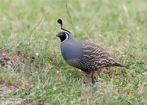 Nz Quail Animal Totem Bird Pictures Quail Bird Photo