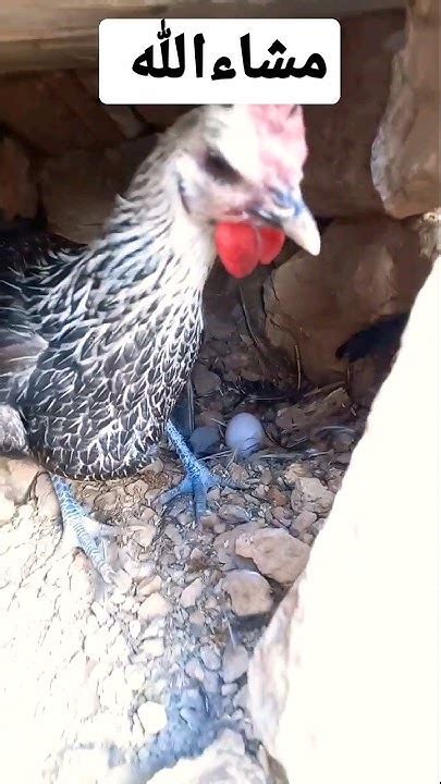 جمع بيض الدجاج🐓🐔collect Chicken Eggs Shorts Youtube