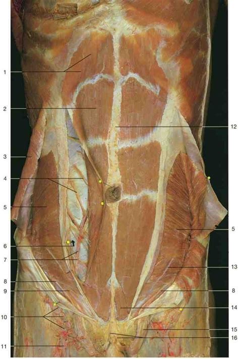 Muscle Practical Anterior Abdomen Diagram Quizlet