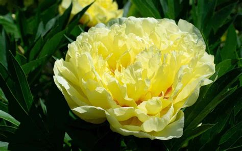 15 Yellow Peonies To Brighten Your Garden BEST Varieties Care And