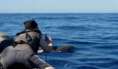 Desde Calheta Excursi N En Barco Para Avistar Ballenas Y Delfines En