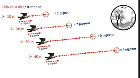 Comment Chasser Tirer Les Pigeons Ramiers Une M Thode Simple Avec