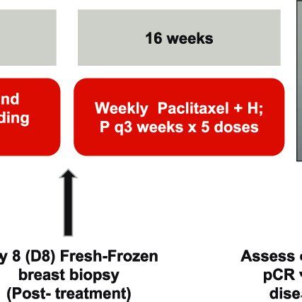 Scheme Of Prospective Single Arm Phase II Clinical Trial For Newly