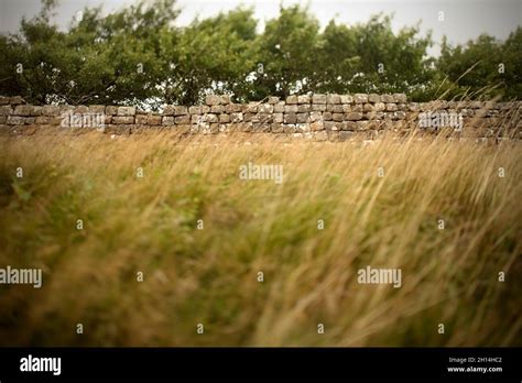 Grass Blowing In The Wind Alongside Hadrians Wall Northumberland Uk