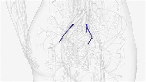 Premium Photo The Internal Iliac Vein Iiv Represents The Union Of