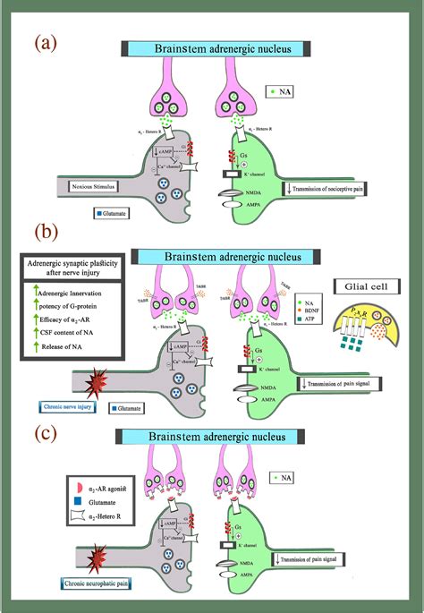 Spinal α2‐adrenoceptors And Neuropathic Pain Modulation Therapeutic