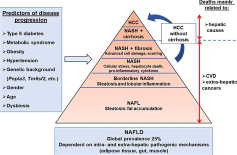 Frontiers Chronic Inflammation In Non Alcoholic Steatohepatitis