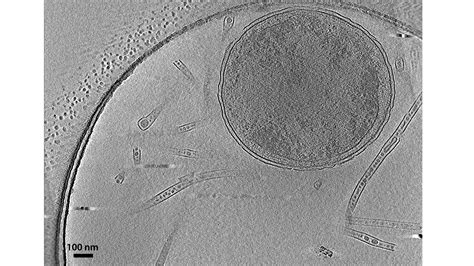 Surface Layer Atlas Of Bacterial And Archaeal Cell Structure