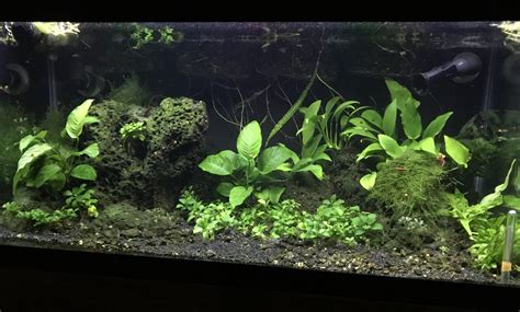 Setting up a simple anubias tank ! Any suggestions ? : r/Aquariums