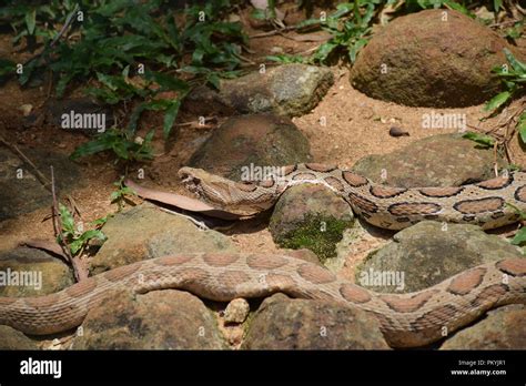 Russells Viper Hi Res Stock Photography And Images Alamy