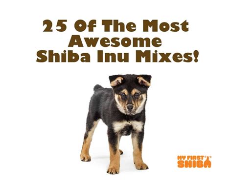 25 Of The Most Awesome And Popular Shiba Inu Mixes - My First Shiba Inu