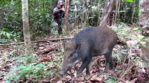 Wild Boar Hunting Detik Detik Kumpulan Babi Hutan Bikin Sarang Mati