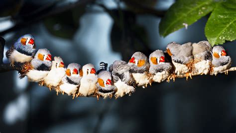 Baby Zebra Finch Development