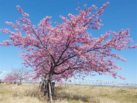 Bela árvore De Sakura Do Japão Foto Premium