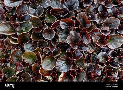 Begonia Fibrous Plants Nature Background Top View Stock Photo Alamy