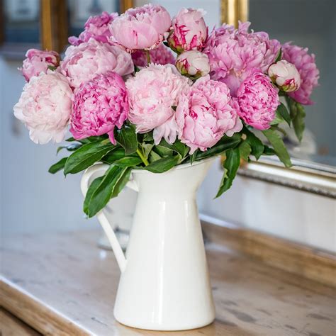 Peonies Soft Pink 15 Stems Fresh Peonies Bouquet Pink Peonies Peony