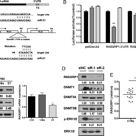 Mir 21 And Mir 148a Downregulate Dnmt1 Expression In Jurkat And Cd4 T