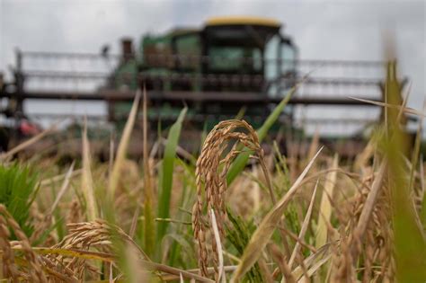 Veracruz Productor De Semilla Certificada De Arroz SEDARPA El Regional