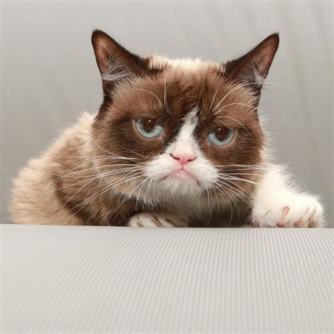 Grumpy Cat Good Imgur