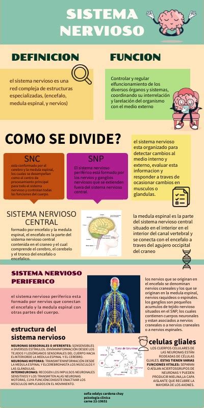 INFOGRAFIA ANATOMIA Y FISIOLOGIA DEL SISTEMA NERVIOSO