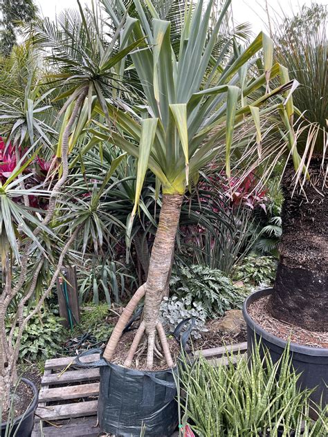 Pandanus Screw Pine Bamboo South Coast